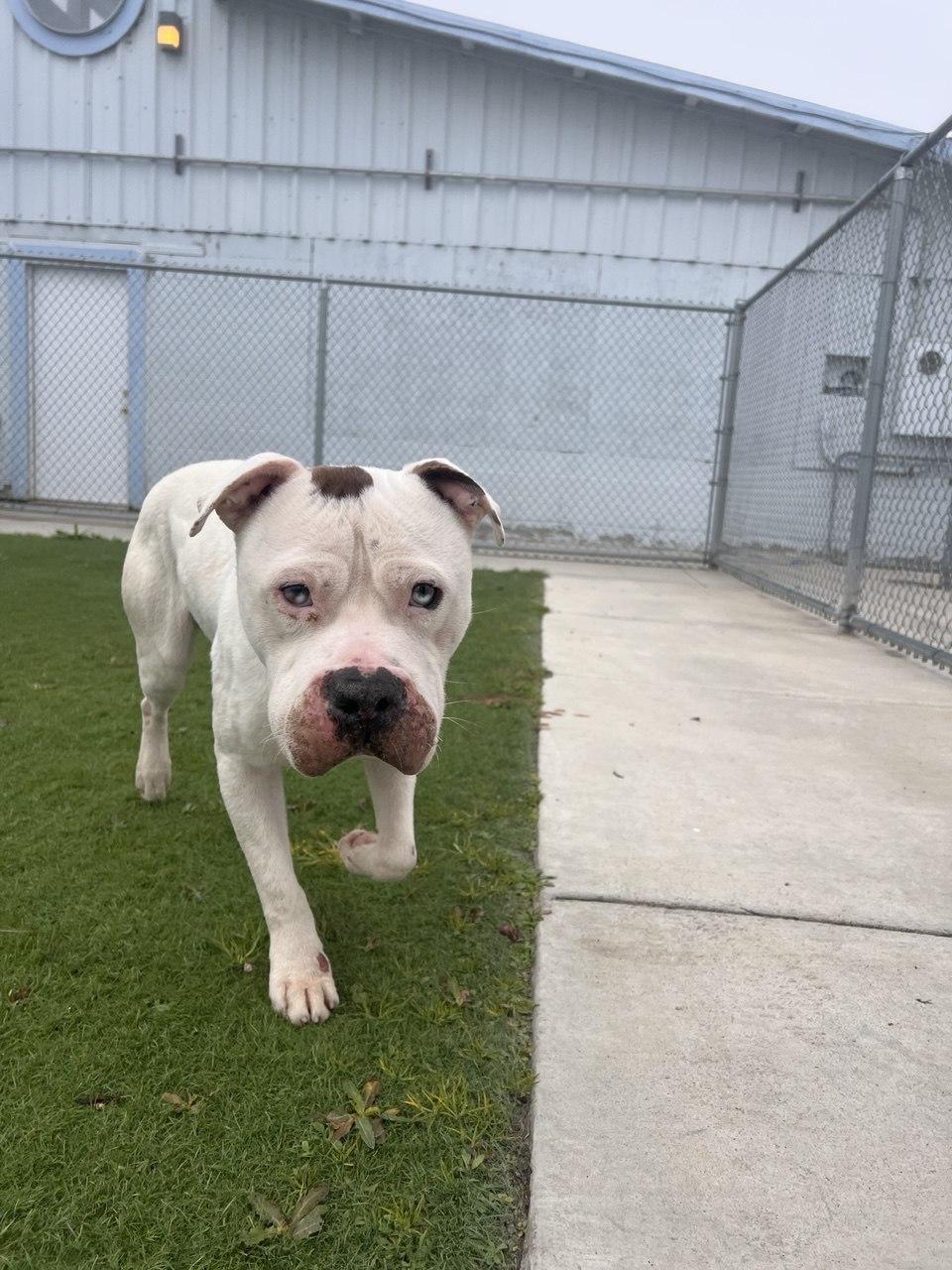 Enlarge COFFEE (AVAILABLE JANUARY 27TH, 2026), a ADOPTABLE mixed breed in Wasco, CA image 2/4