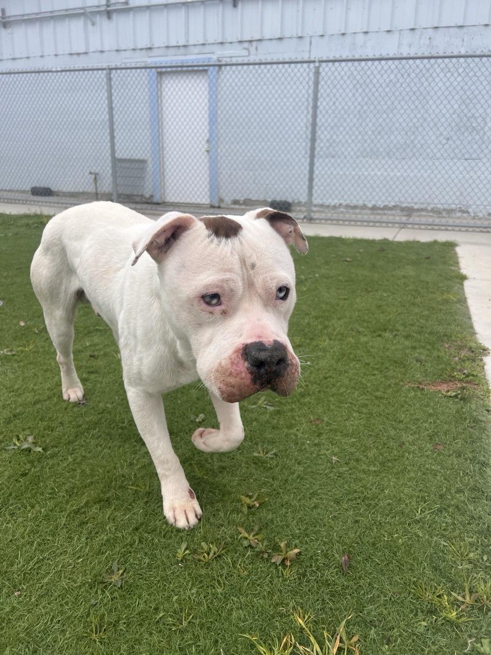 Enlarge COFFEE (AVAILABLE JANUARY 27TH, 2026), a ADOPTABLE mixed breed in Wasco, CA image 3/4