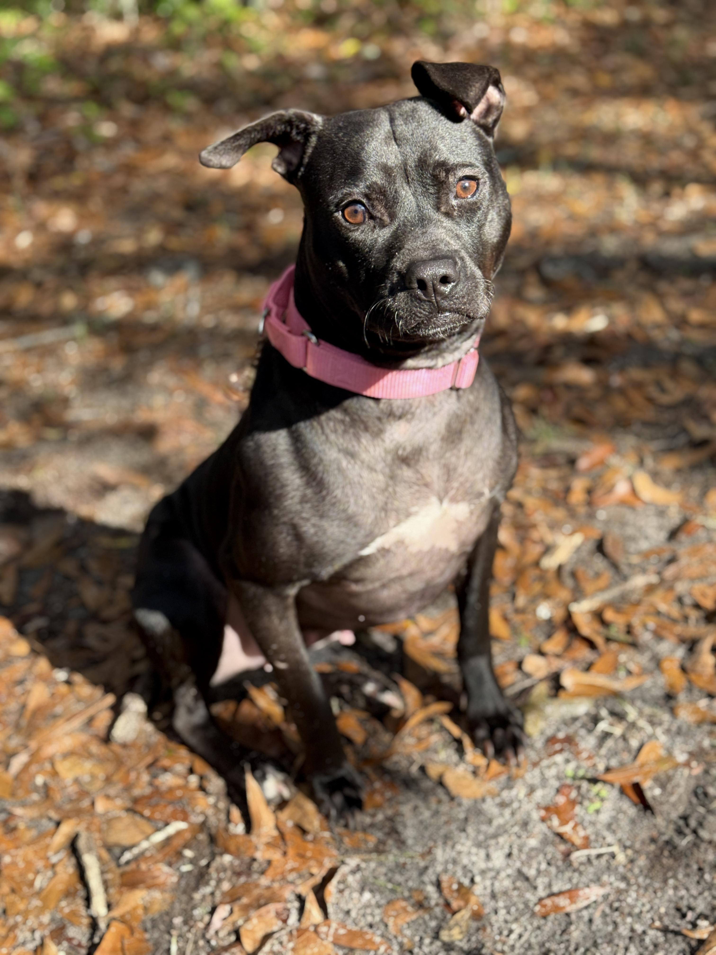 Asia, Adult Female Mixed Breed