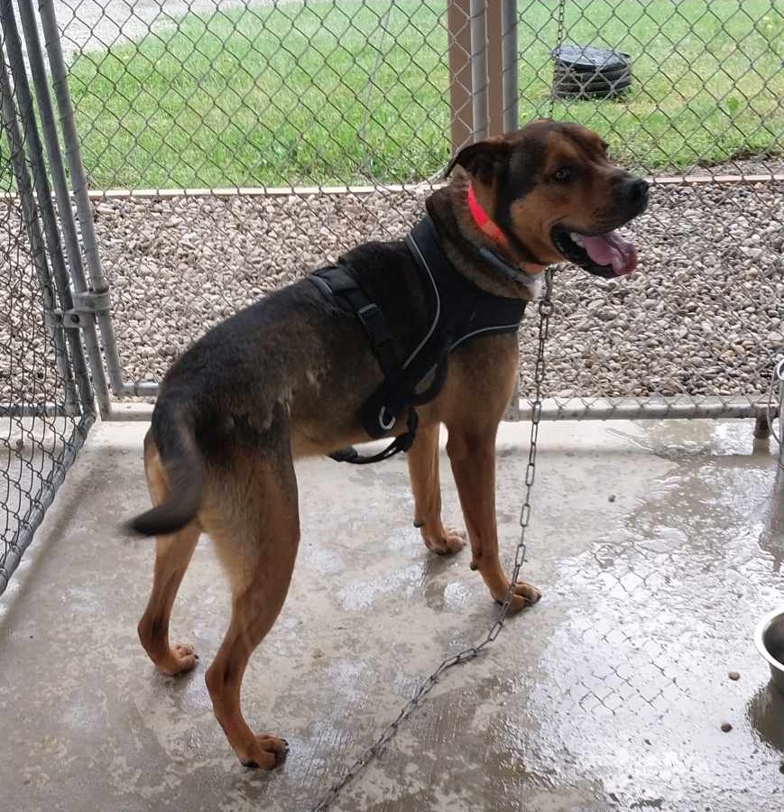 Dog for adoption Grizzly, a Pit Bull Terrier in Woodsfield, OH