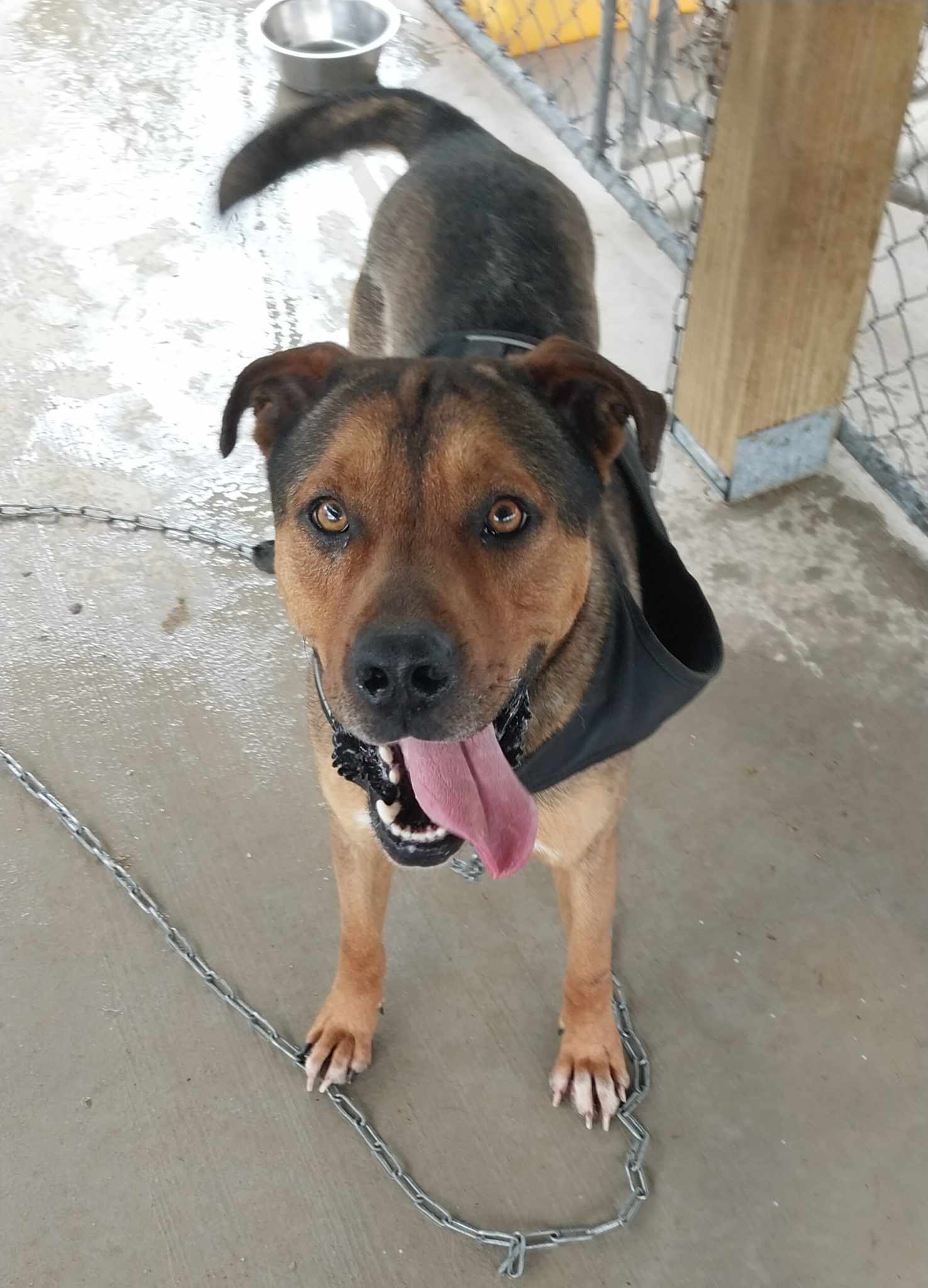 Dog for adoption Grizzly, a Pit Bull Terrier in Woodsfield, OH