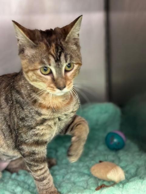 SASSAFRAS, adopted, Kitten Female Domestic Short Hair.