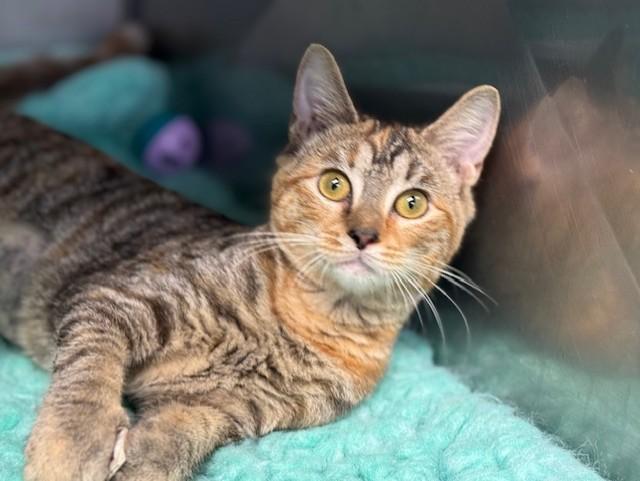 SASSAFRAS, an adopted Domestic Short Hair in Lynn Haven, FL image 2/5