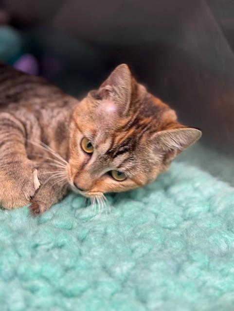 SASSAFRAS, an adopted Domestic Short Hair in Lynn Haven, FL image 3/5