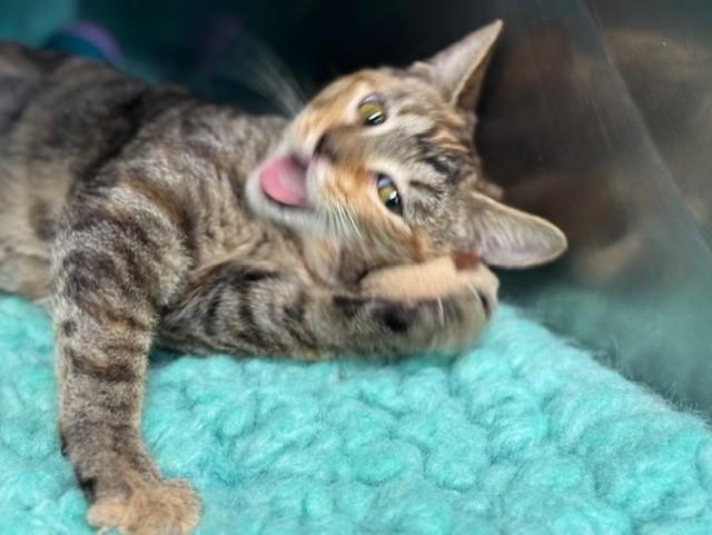 SASSAFRAS, an adopted Domestic Short Hair in Lynn Haven, FL image 4/5