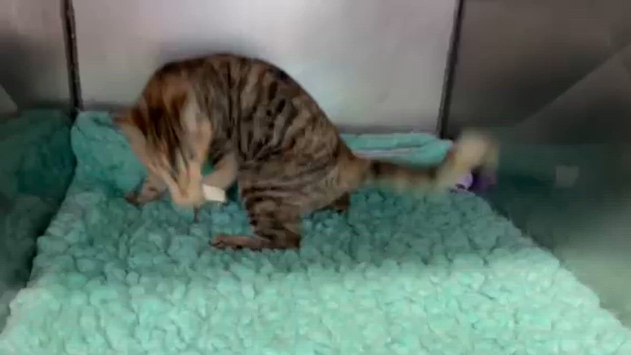 Enlarge SASSAFRAS, an adopted Domestic Short Hair in Lynn Haven, FL video 5/5