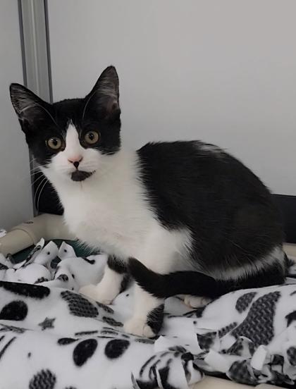 Cow, Adoptable, Kitten Female Domestic Short Hair & Domestic Short Hair.