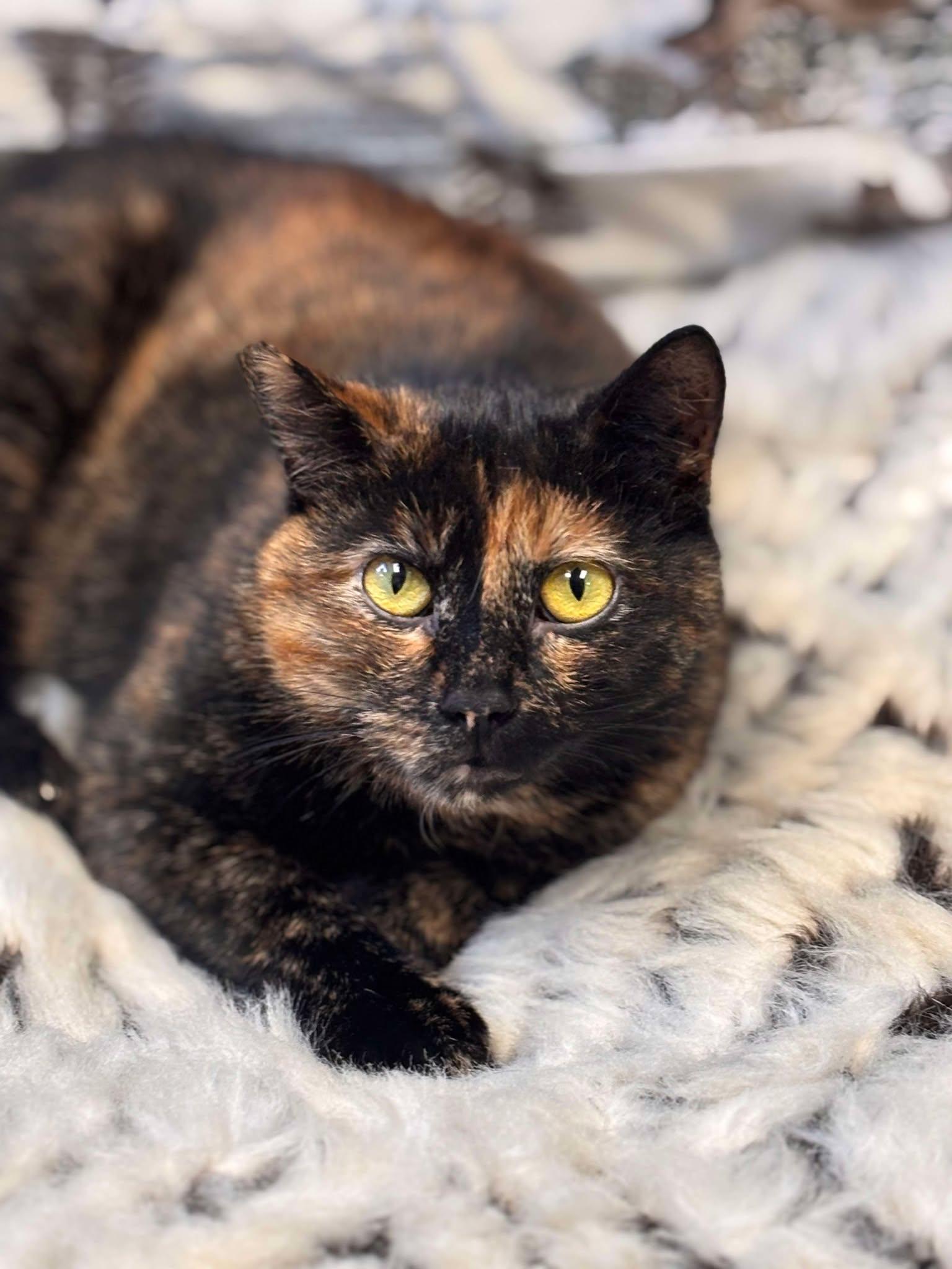 Enlarge Peek A Boo, a Adoptable Domestic Short Hair image 2/4