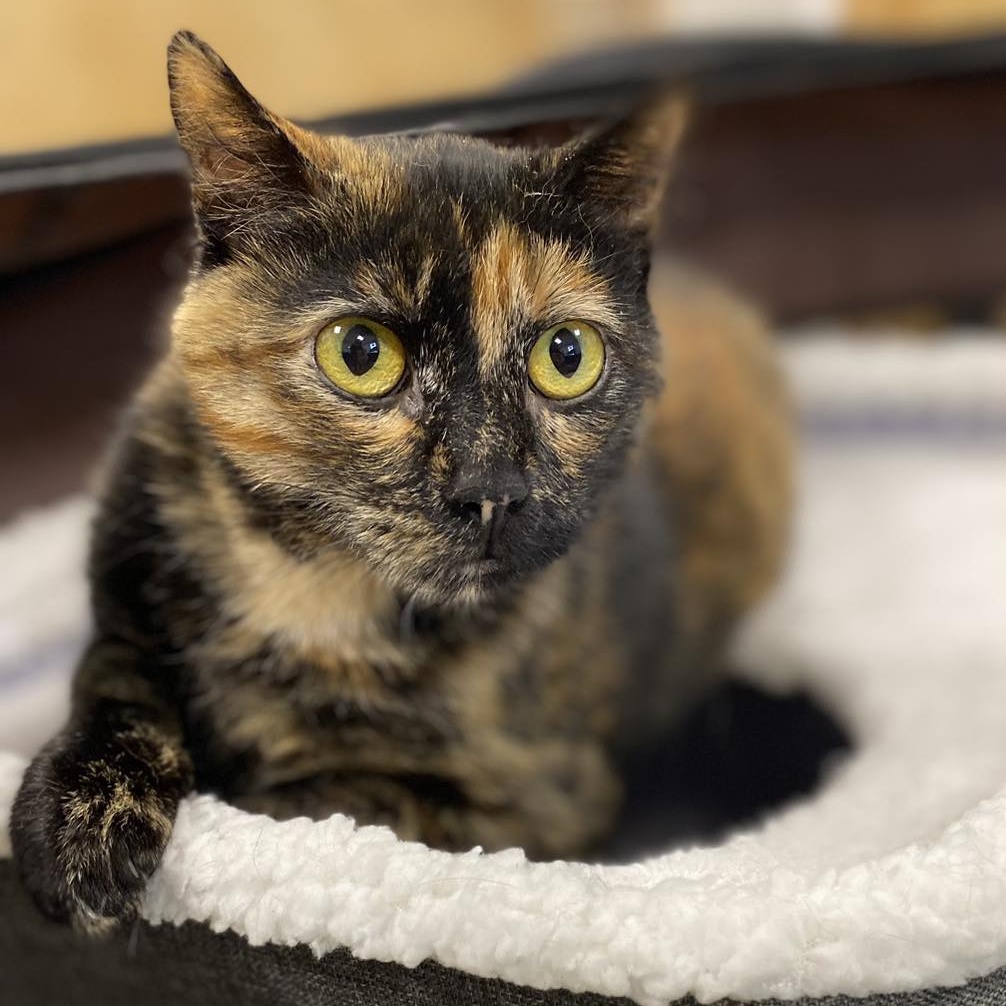 Enlarge Peek A Boo, a Adoptable Domestic Short Hair image 3/4