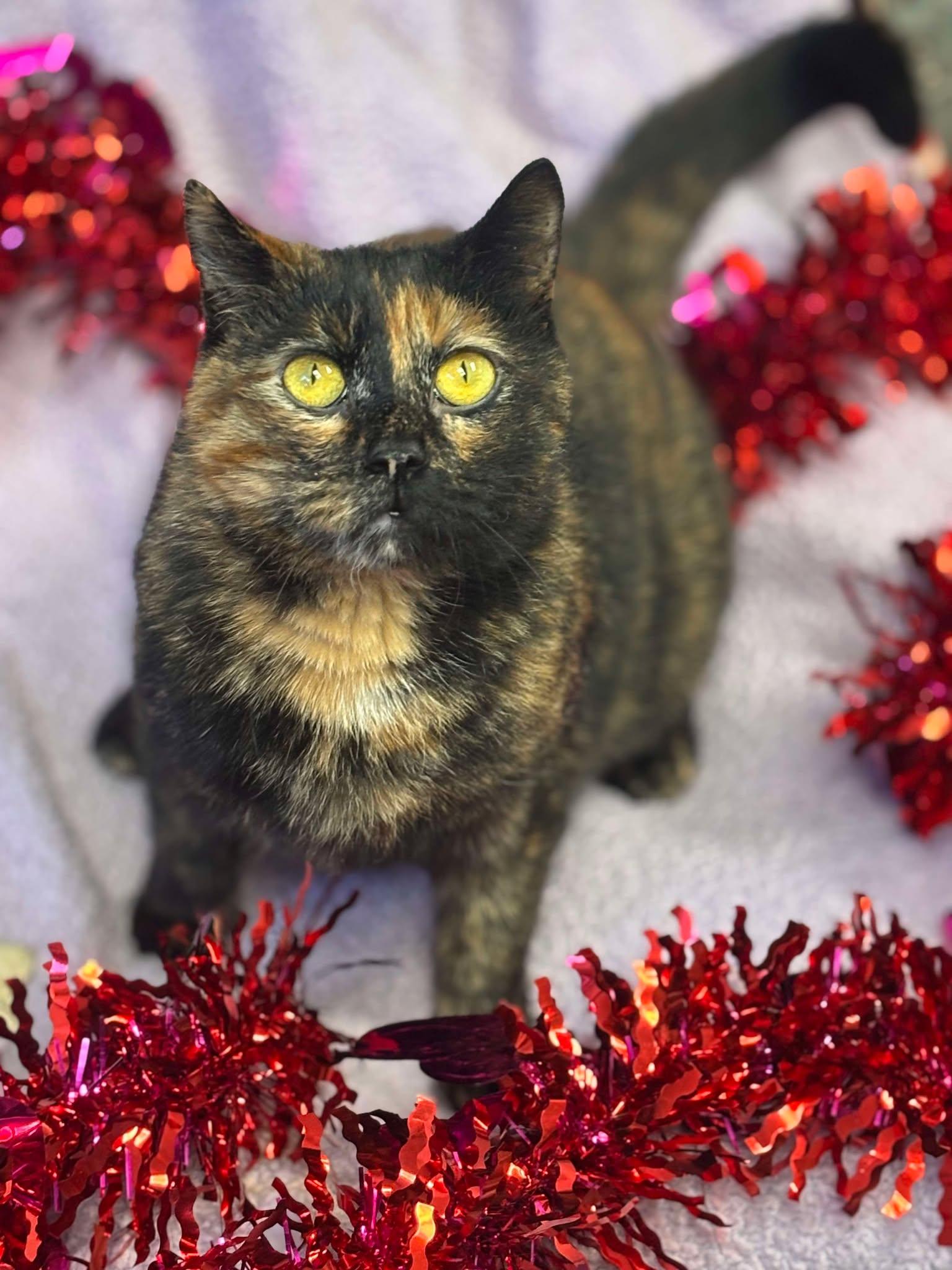 Enlarge Peek A Boo, a Adoptable Domestic Short Hair image 1/4