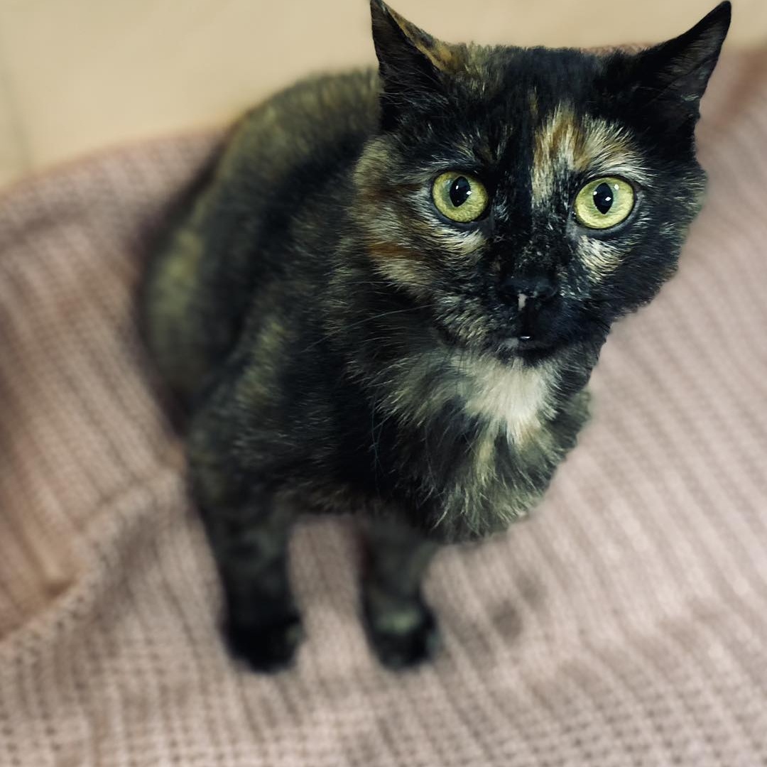 Enlarge Peek A Boo, a Adoptable Domestic Short Hair image 4/4