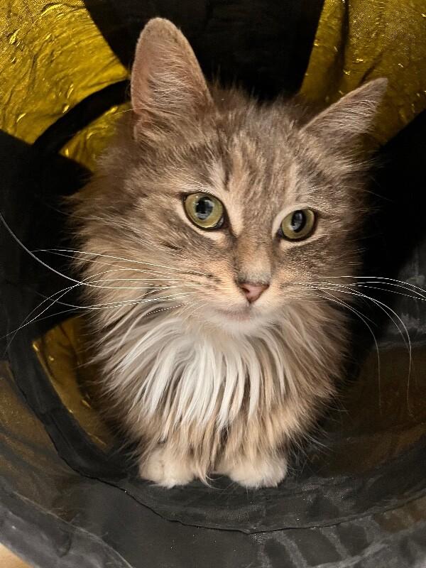 Chloe, a Adoptable Domestic Long Hair in North Babylon, NY image 1/6
