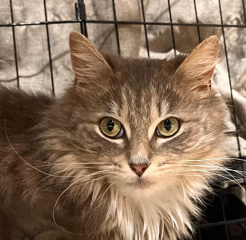 Chloe, a Adoptable Domestic Long Hair in North Babylon, NY image 2/6