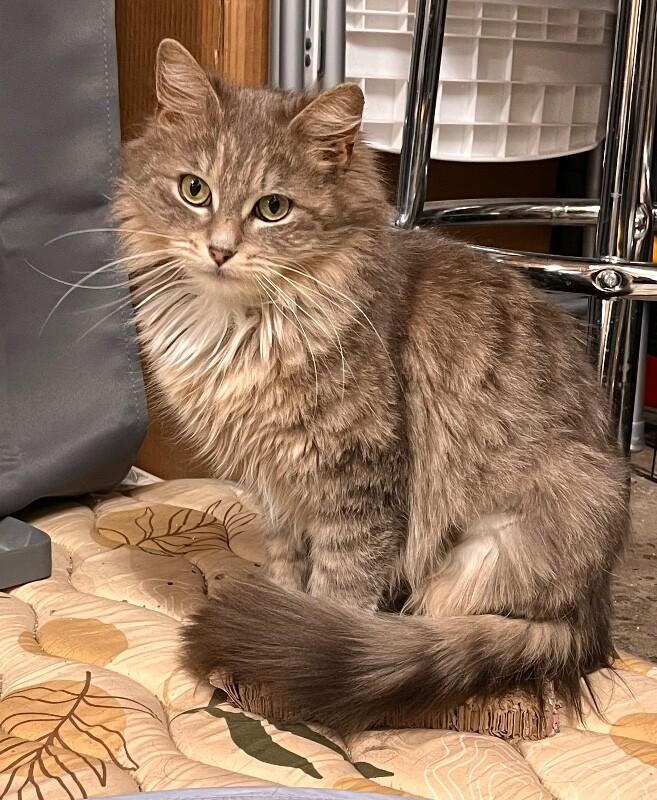 Chloe, a Adoptable Domestic Long Hair in North Babylon, NY image 3/6