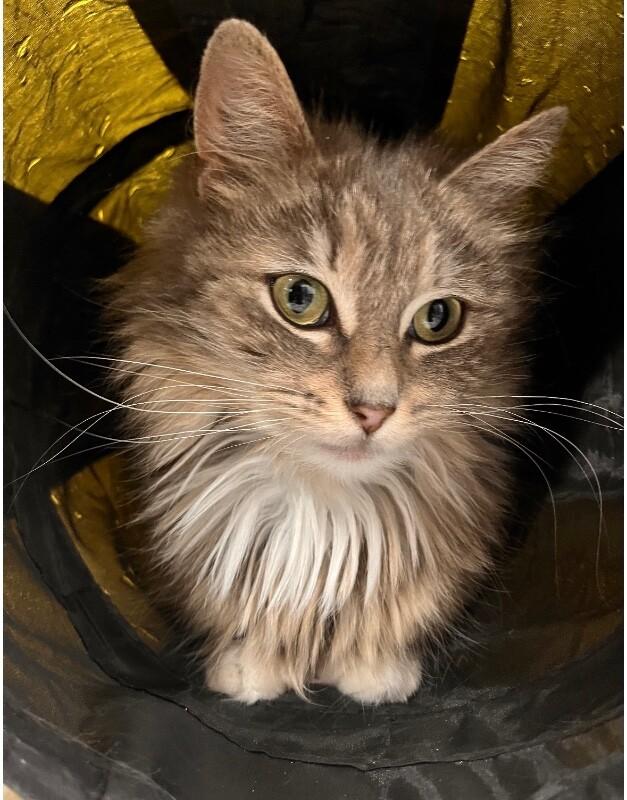 Chloe, a Adoptable Domestic Long Hair in North Babylon, NY image 4/6