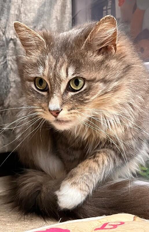 Chloe, a Adoptable Domestic Long Hair in North Babylon, NY image 5/6