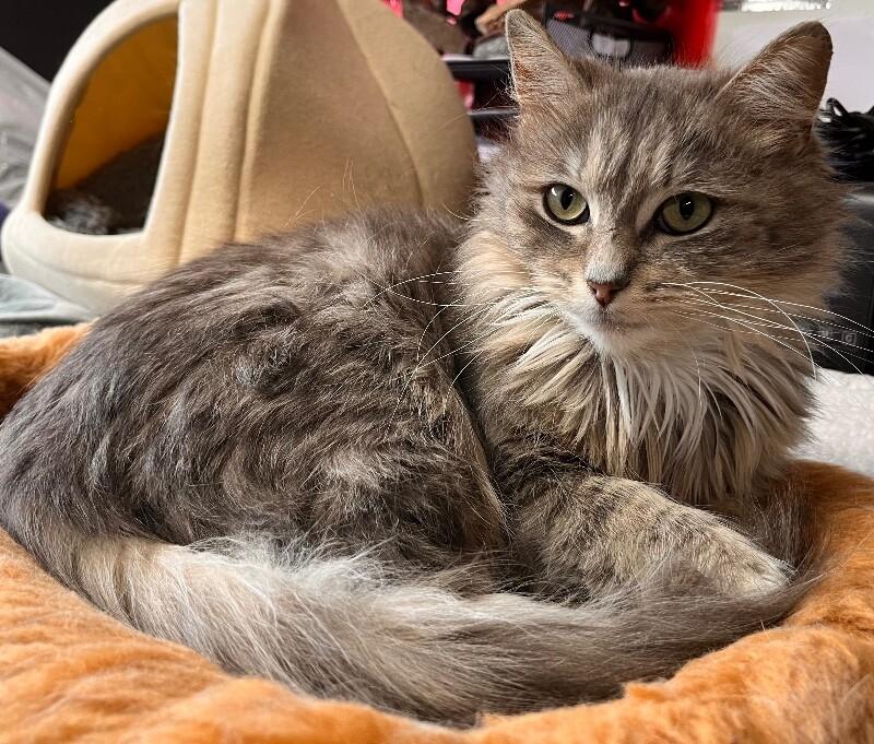 Chloe, a Adoptable Domestic Long Hair in North Babylon, NY image 6/6