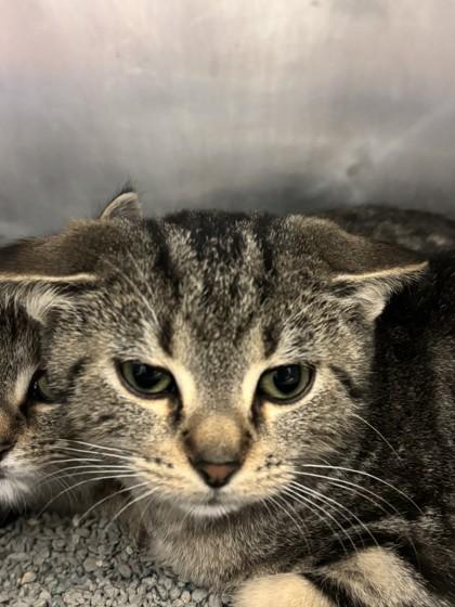 Cranberry, ADOPTABLE, Young Female Domestic Short Hair.