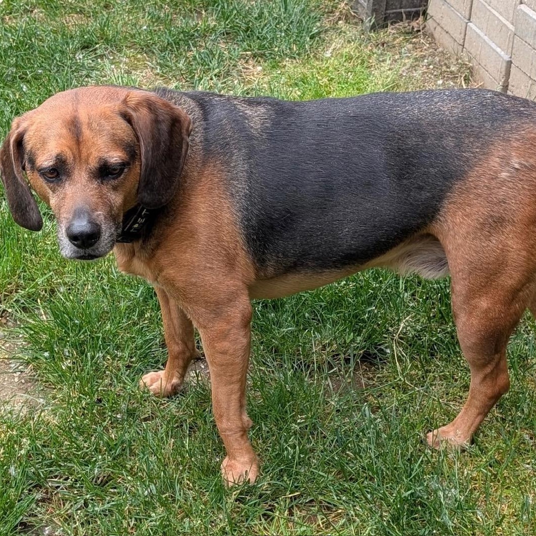 Luke, an adoptable Beagle in Lake Orion, MI, 48361 | Photo Image 3