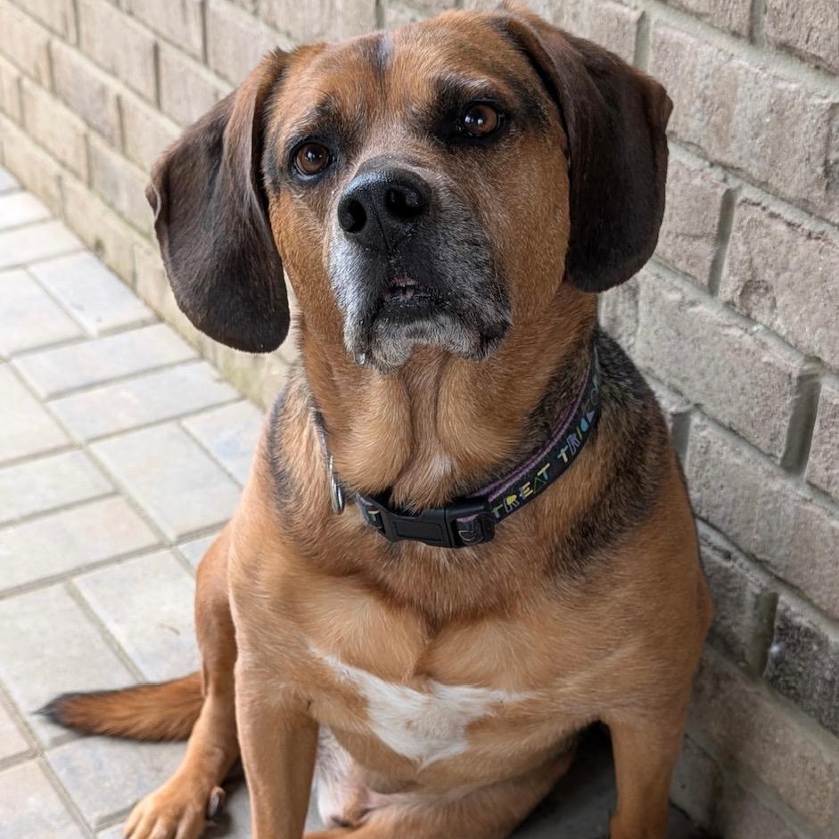 Luke, an adoptable Beagle in Lake Orion, MI, 48361 | Photo Image 2