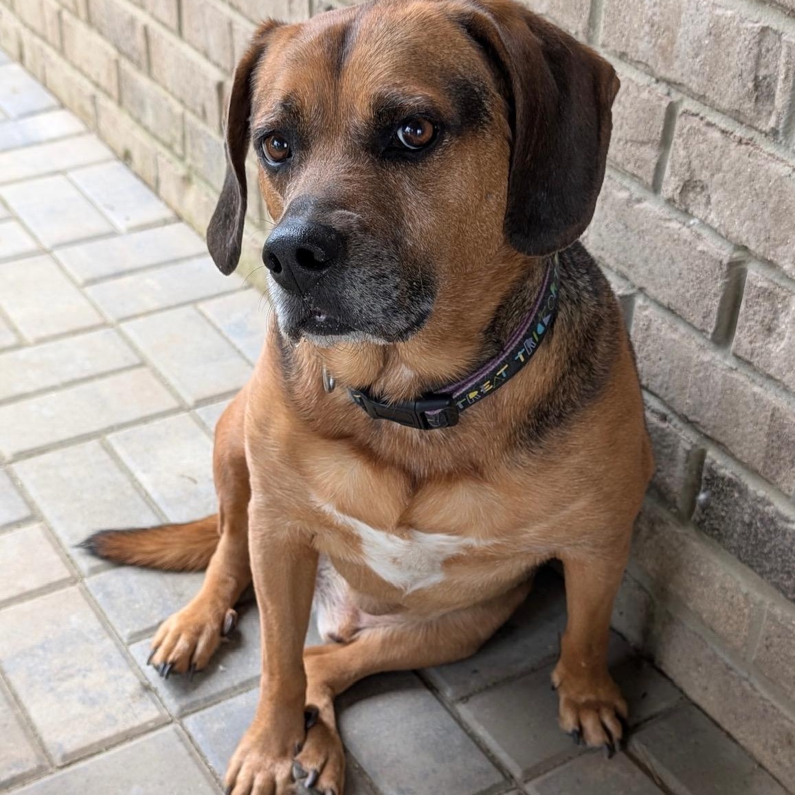 Luke, an adoptable Beagle in Lake Orion, MI, 48361 | Photo Image 4
