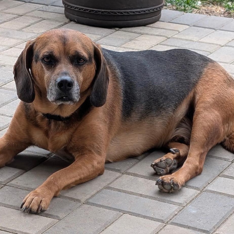 Luke, an adoptable Beagle in Lake Orion, MI, 48361 | Photo Image 1
