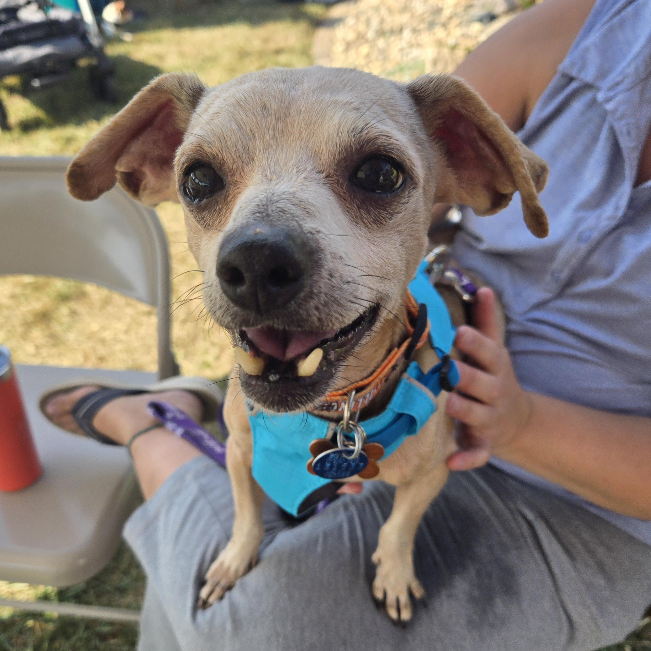 Enlarge Ketchup, a Adoptable mixed breed in Normal, IL image 3/6
