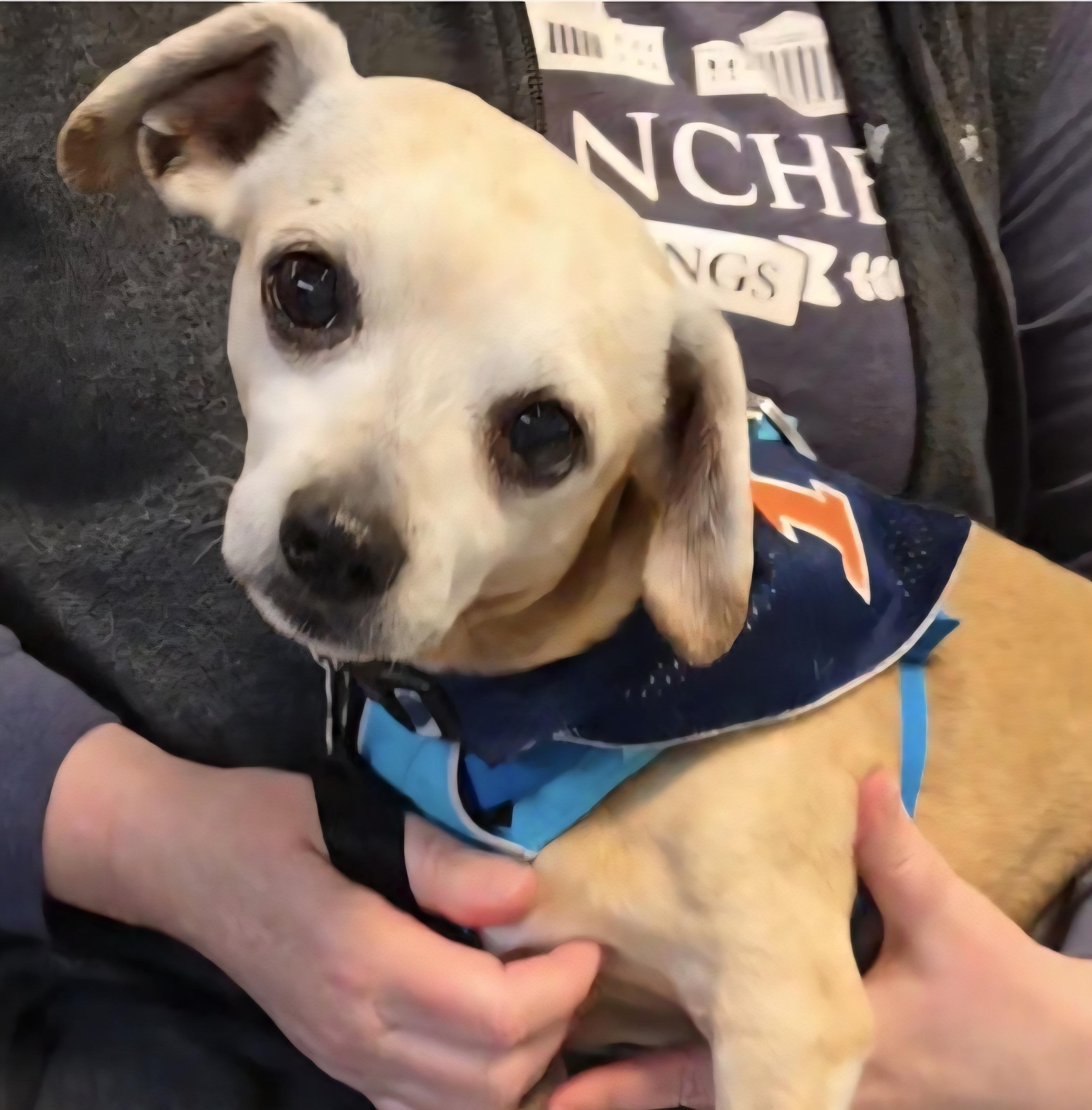 Enlarge Ketchup, a Adoptable mixed breed in Normal, IL image 3/6