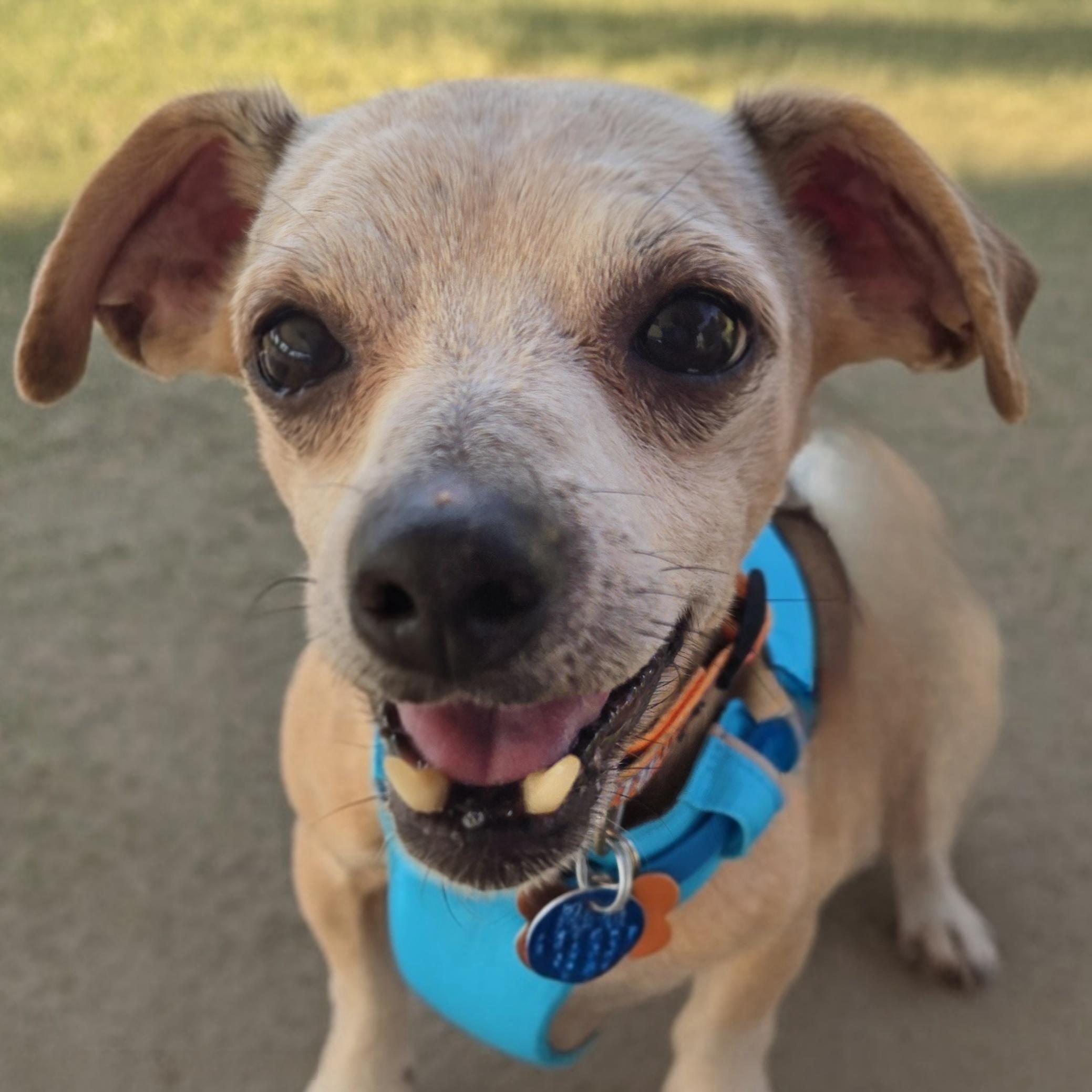 Enlarge Ketchup, a Adoptable mixed breed in Normal, IL image 1/6