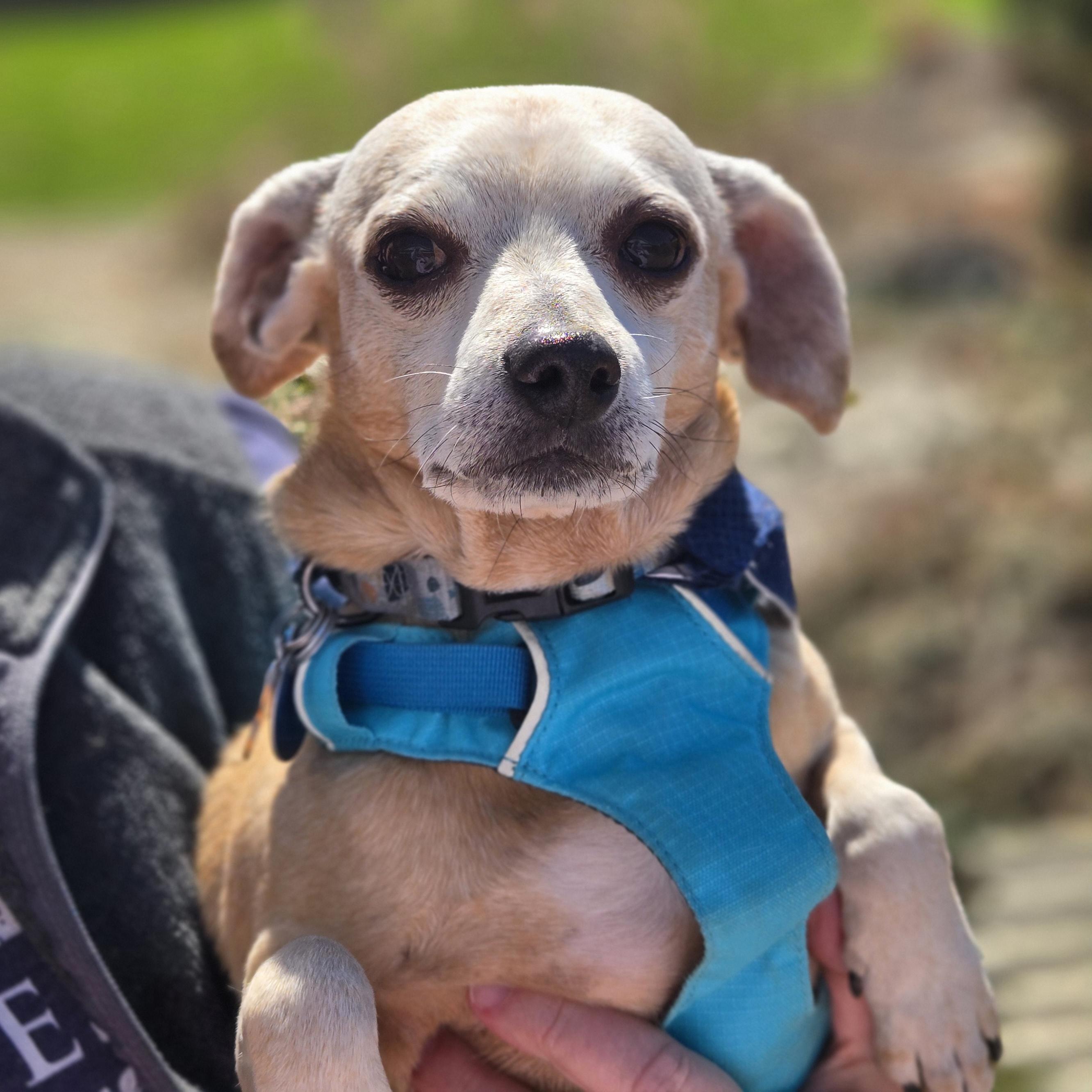 Enlarge Ketchup, a Adoptable mixed breed in Normal, IL image 2/6