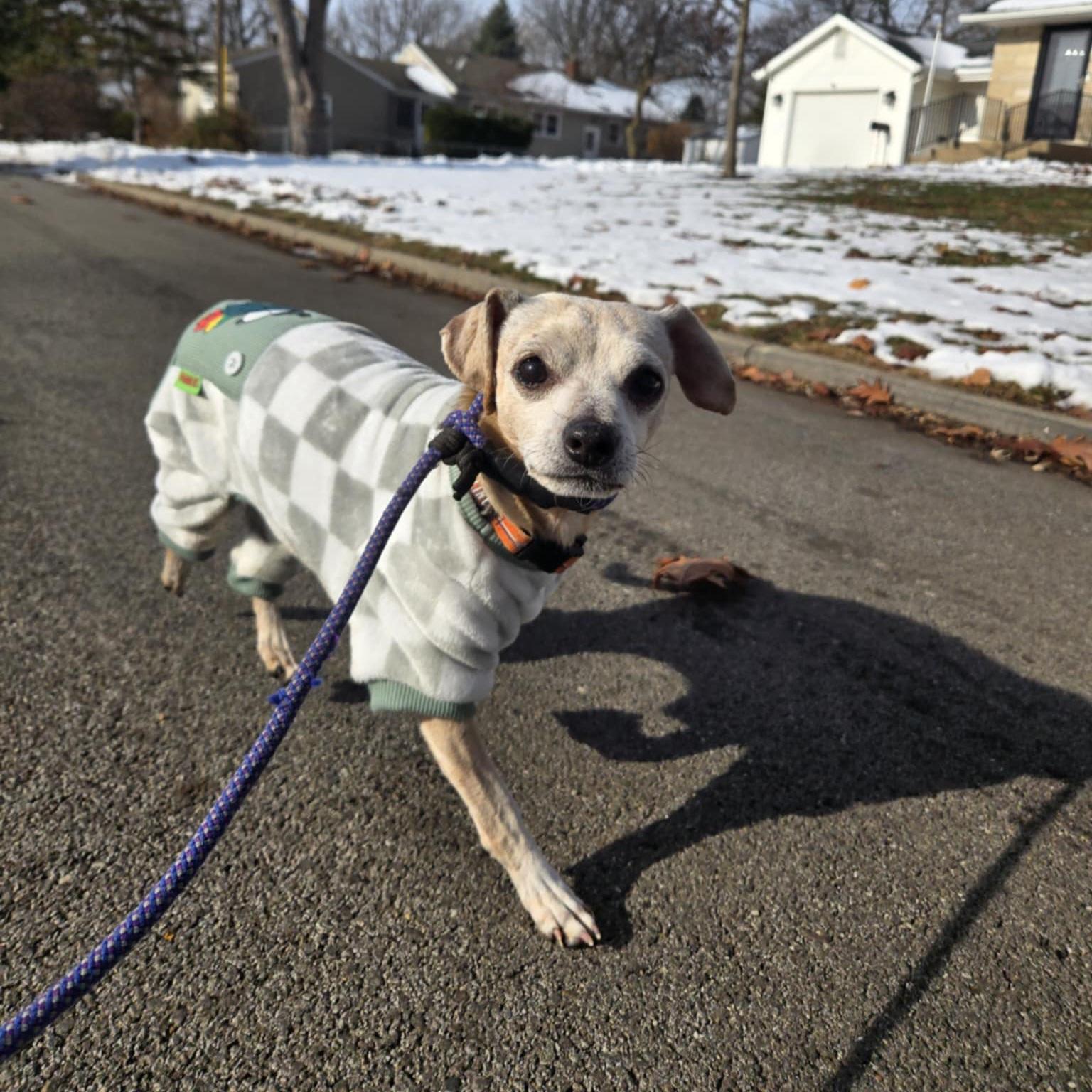 Enlarge Ketchup, a Adoptable mixed breed in Normal, IL image 3/3