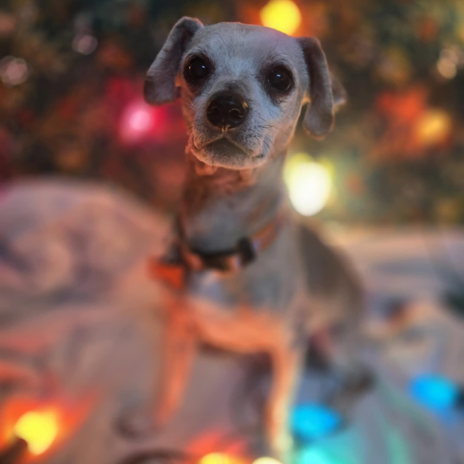 Enlarge Ketchup, a Adoptable mixed breed in Normal, IL image 2/3