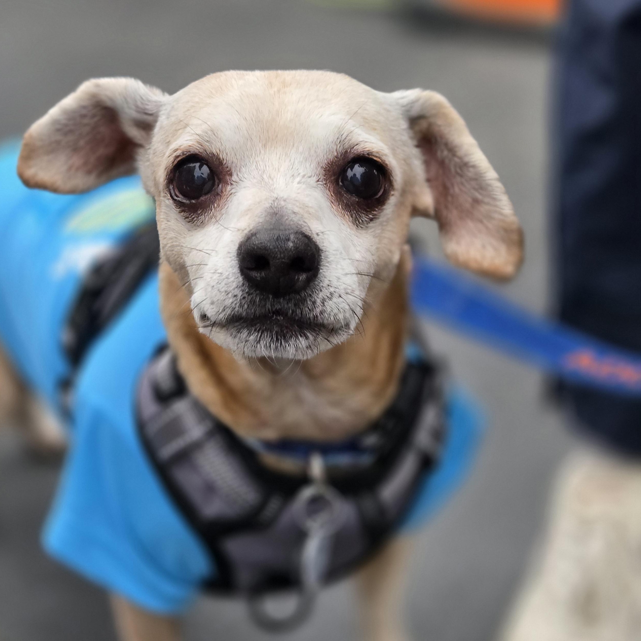 Ketchup, adoptable, Adult Male Chiweenie.