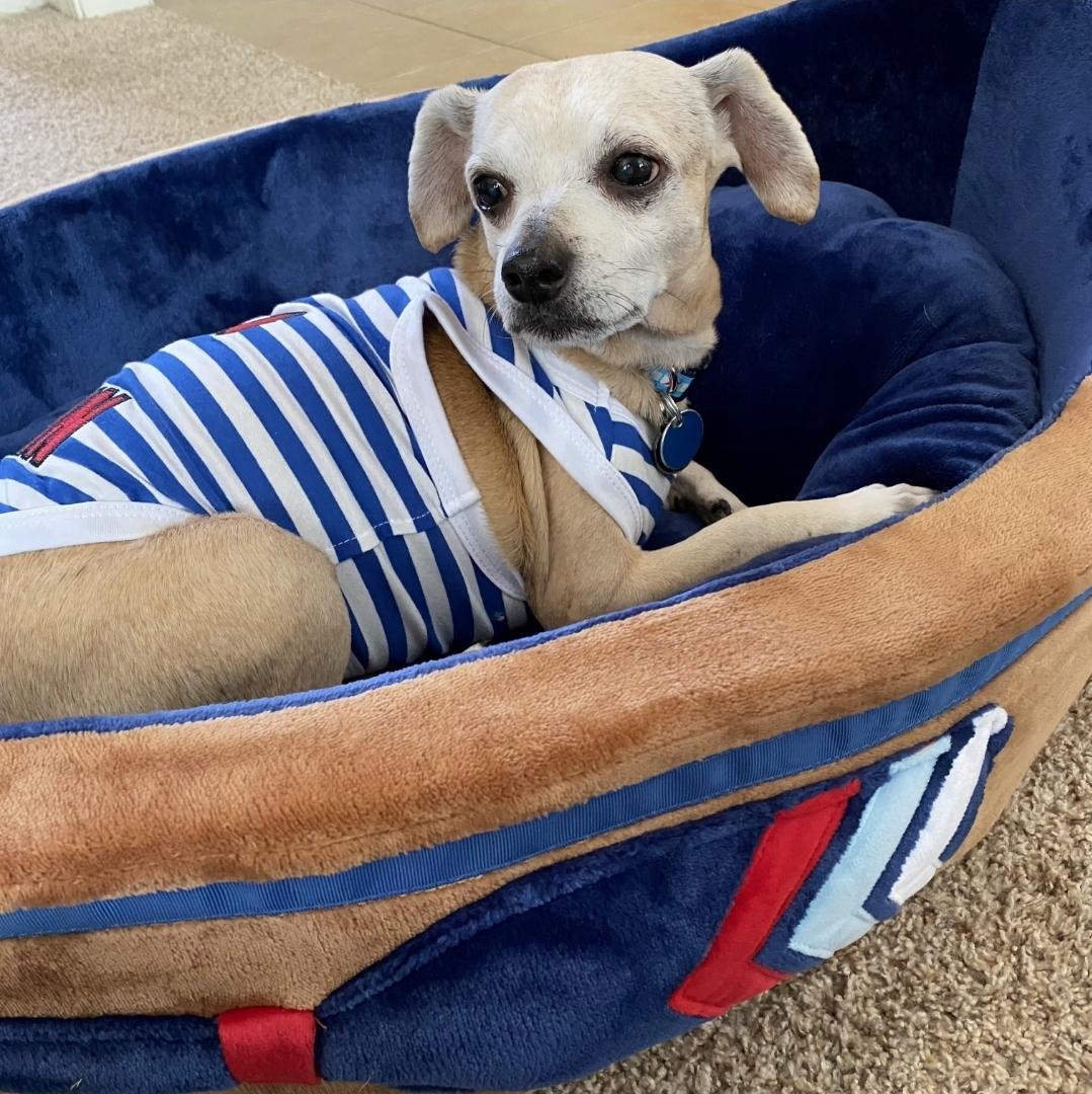 Ketchup, an adoptable mixed breed in Normal, IL image 2/6