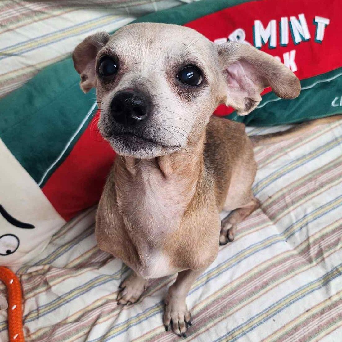 Enlarge Ketchup, a Adoptable mixed breed in Normal, IL image 5/6