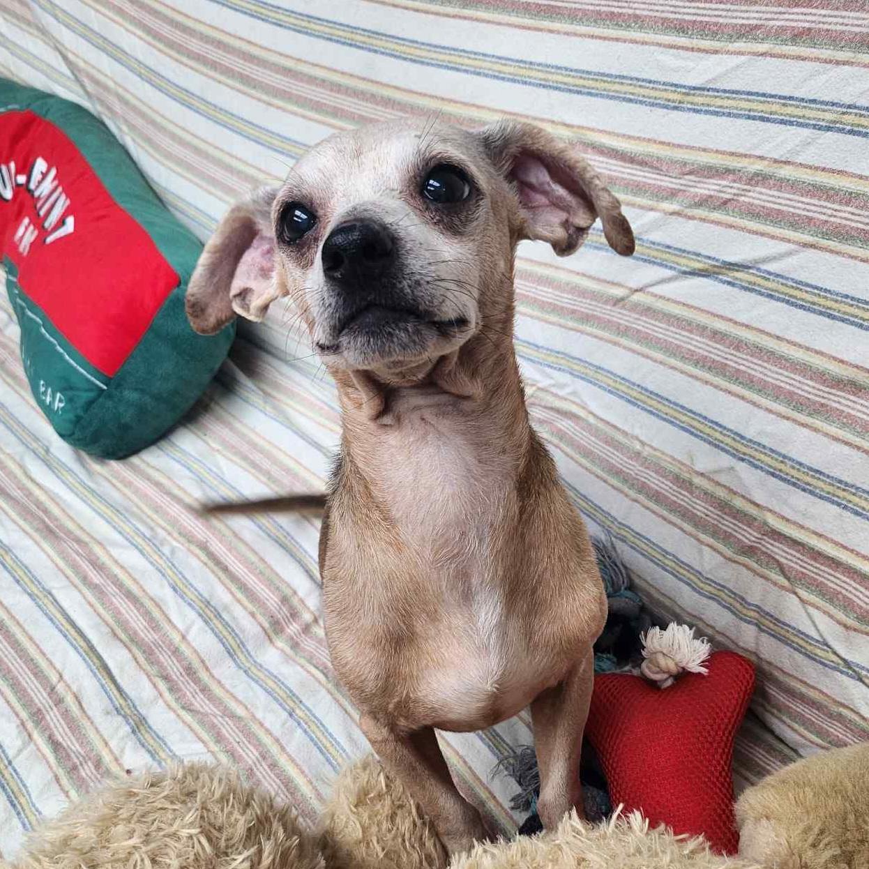 Enlarge Ketchup, a Adoptable mixed breed in Normal, IL image 6/6