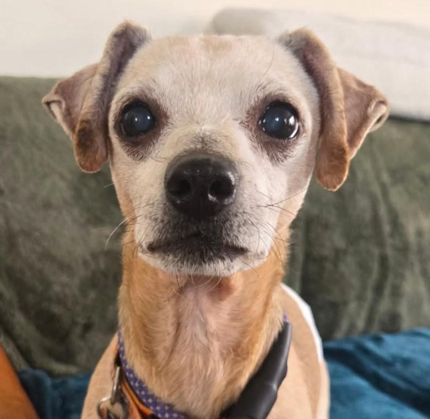 Enlarge Ketchup, a Adoptable mixed breed in Normal, IL image 1/3