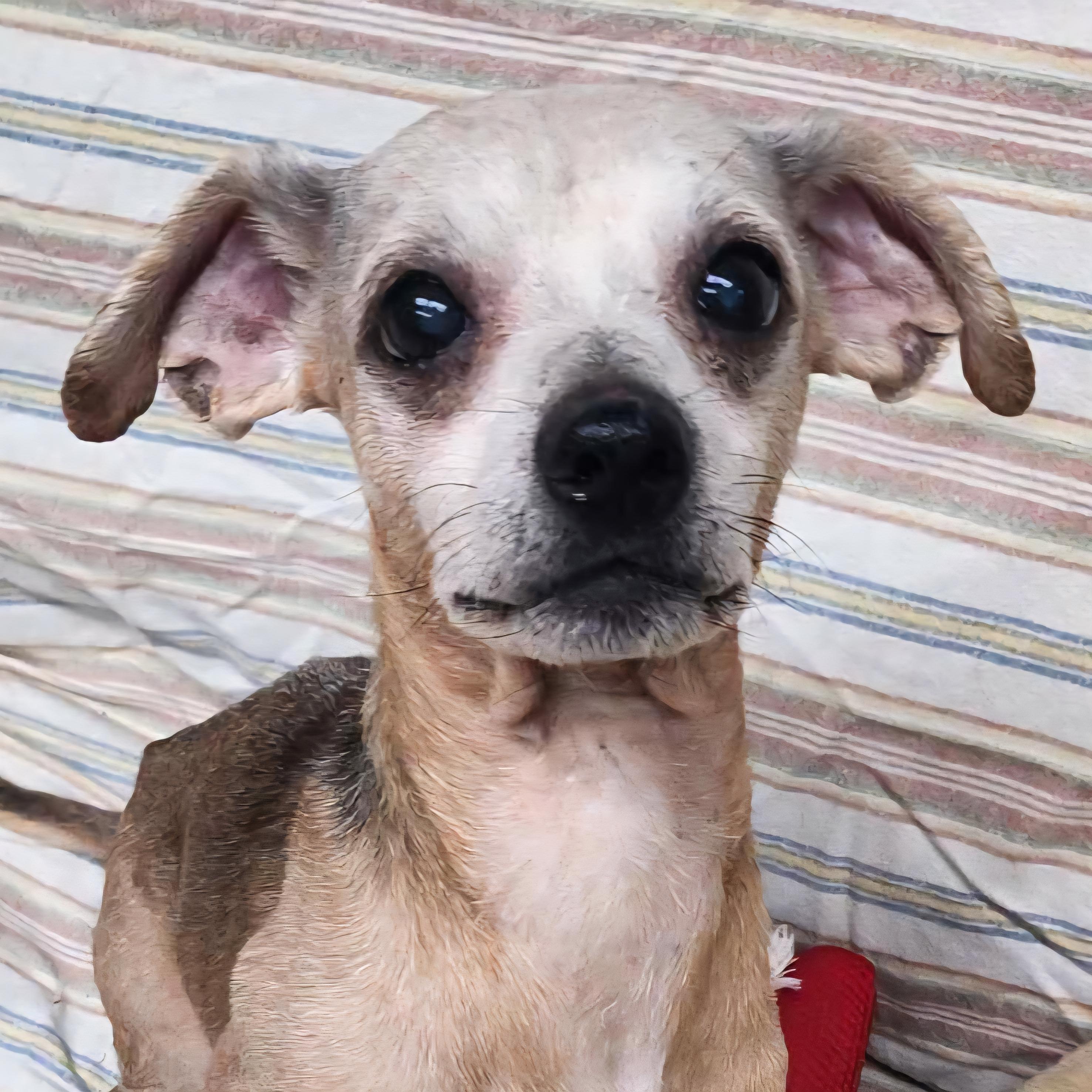 Enlarge Ketchup, a Adoptable mixed breed in Normal, IL image 4/6