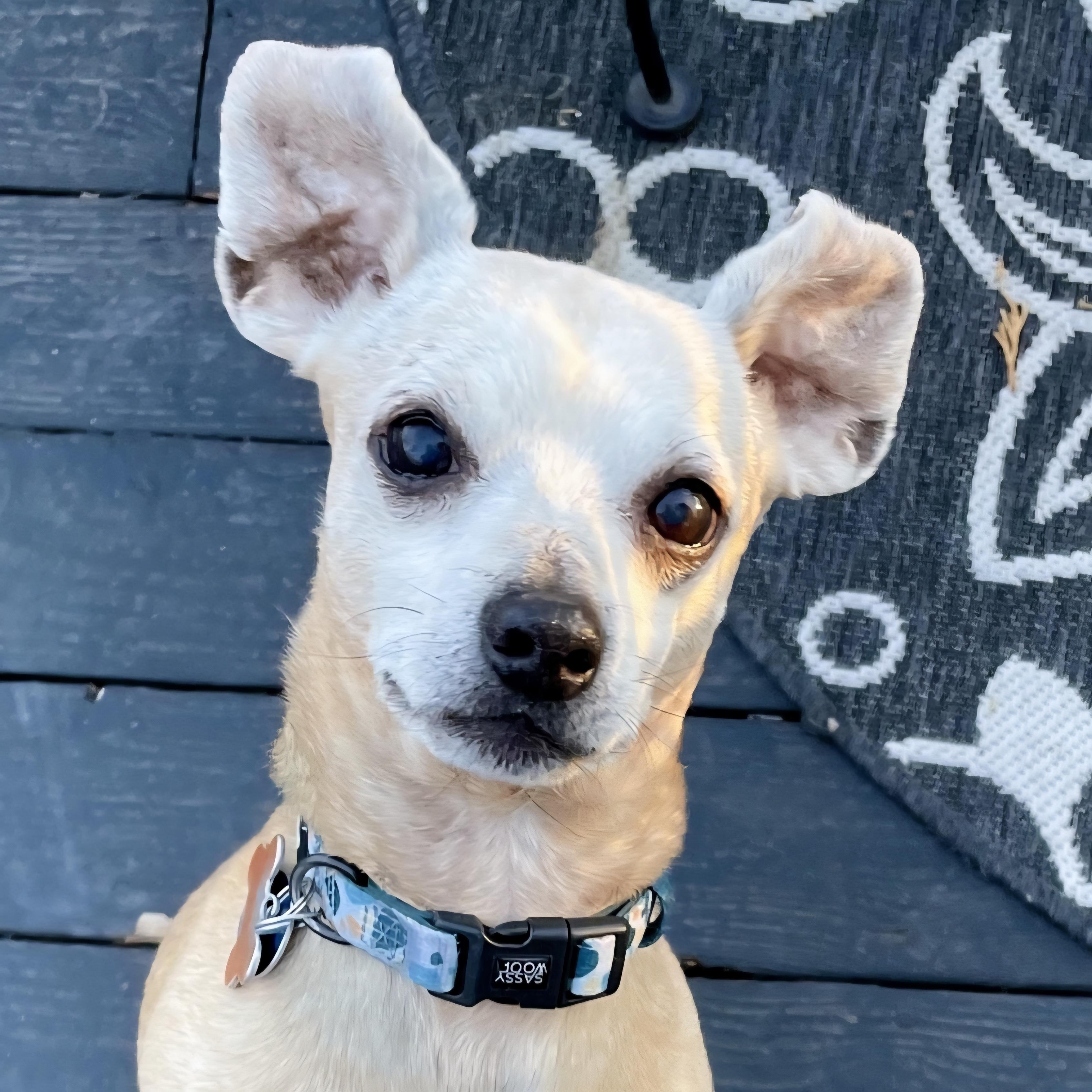 Ketchup, Adoptable, Adult Male Chiweenie.