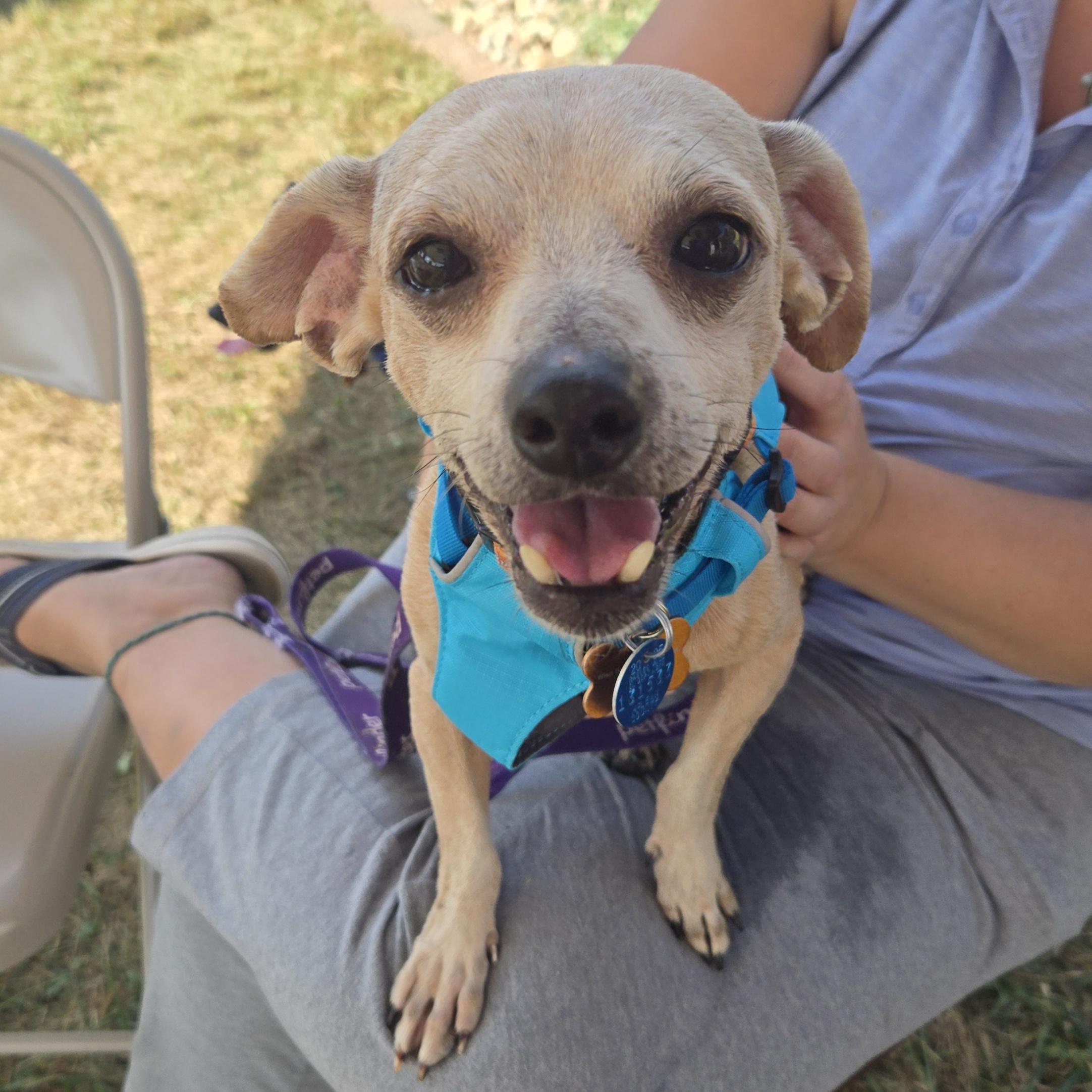 Enlarge Ketchup, a Adoptable mixed breed in Normal, IL image 2/6