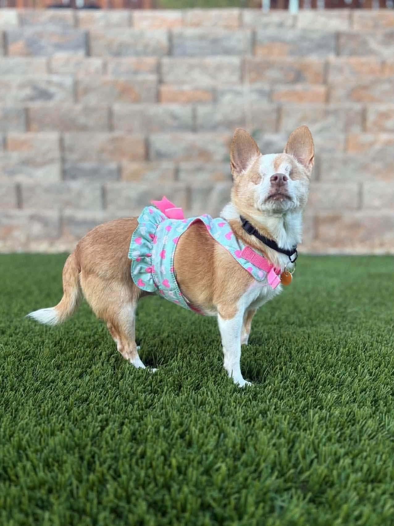 Enlarge Abigail, a Adoptable Chihuahua in Las Vegas, NV image 2/3