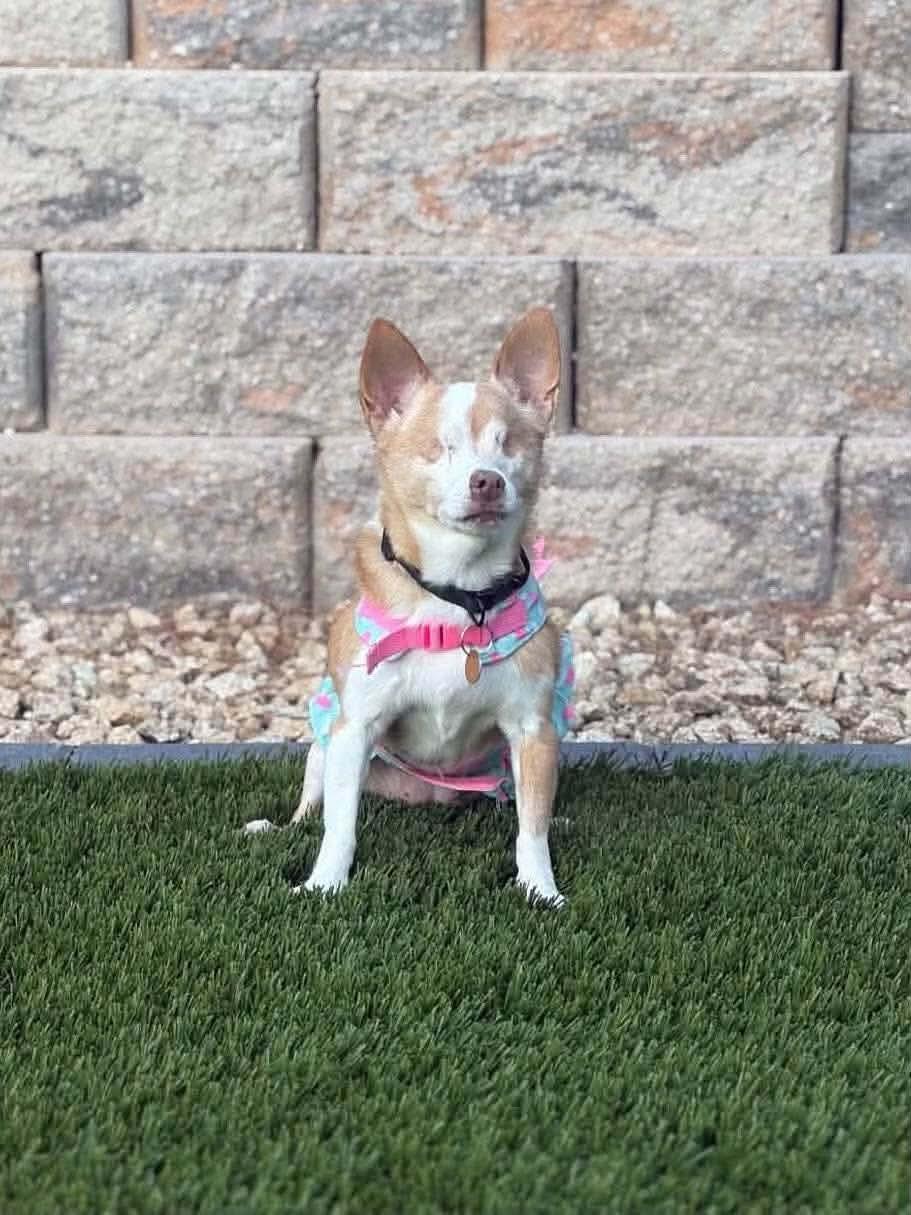 Abigail, Adoptable, Adult Female Chihuahua.