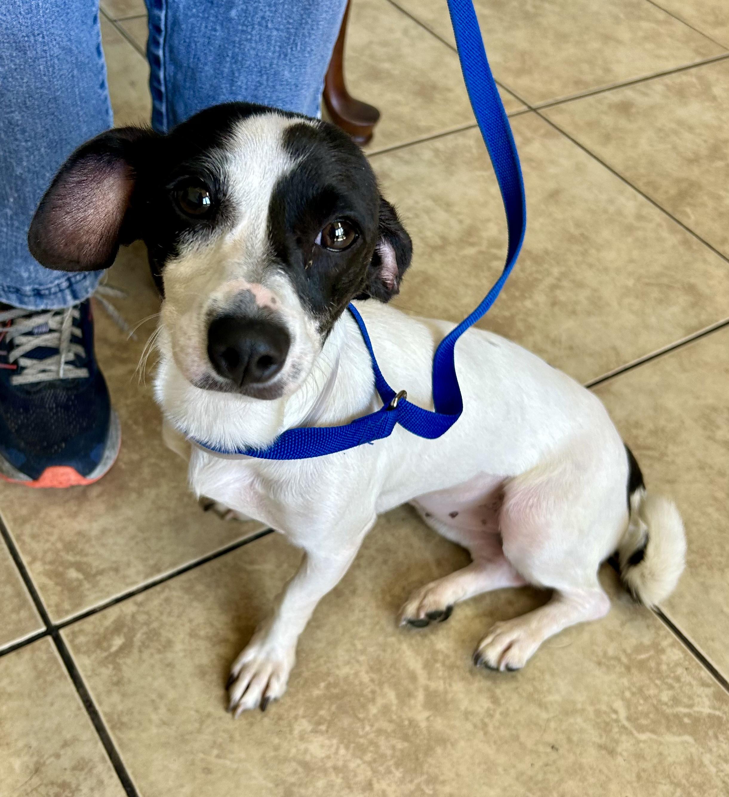 PIPPA, a Adoptable mixed breed in El Segundo, CA image 4/6