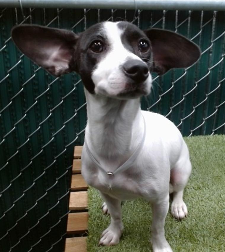 PIPPA, a Adoptable mixed breed in El Segundo, CA image 5/6