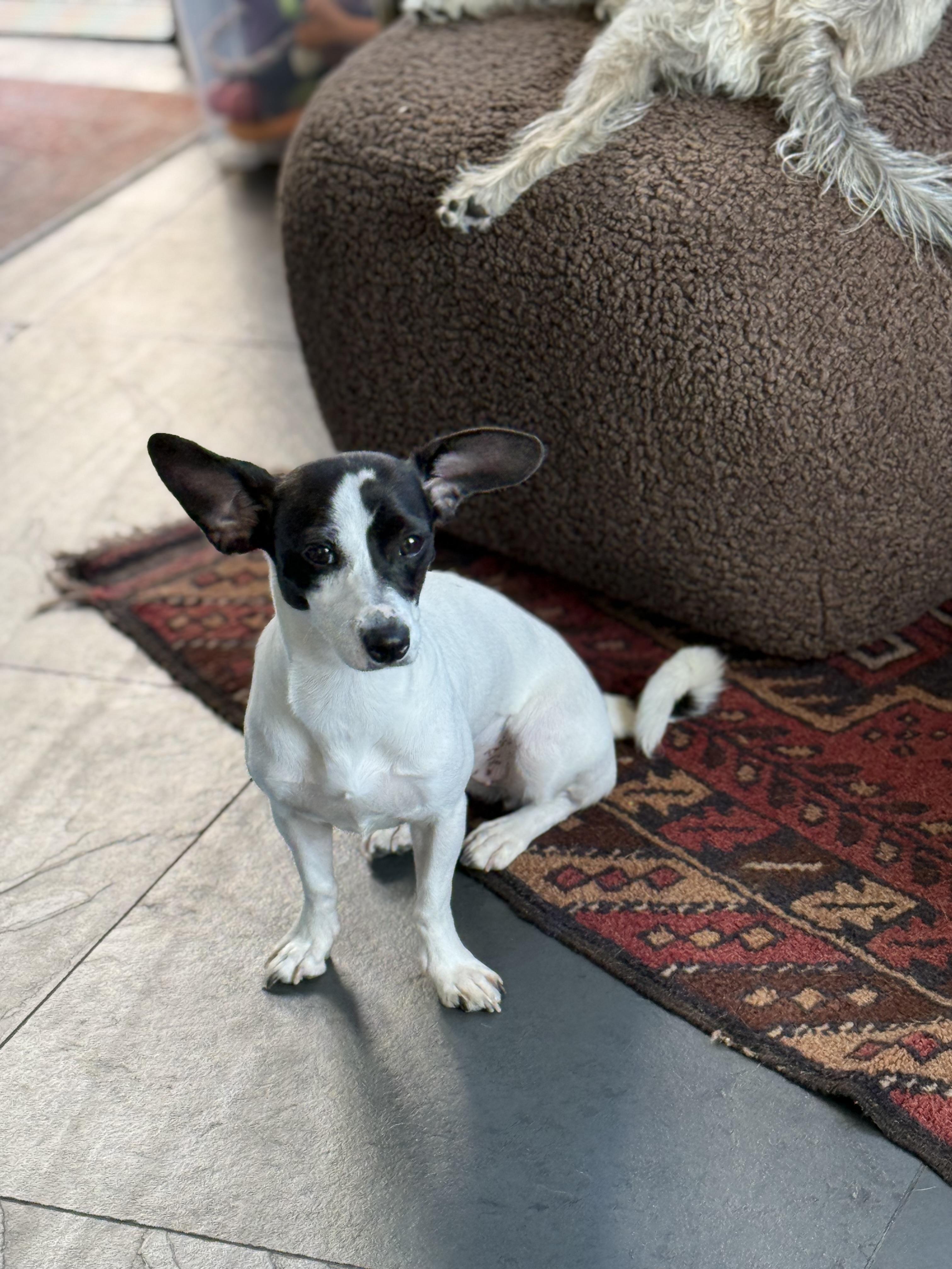 Pippa