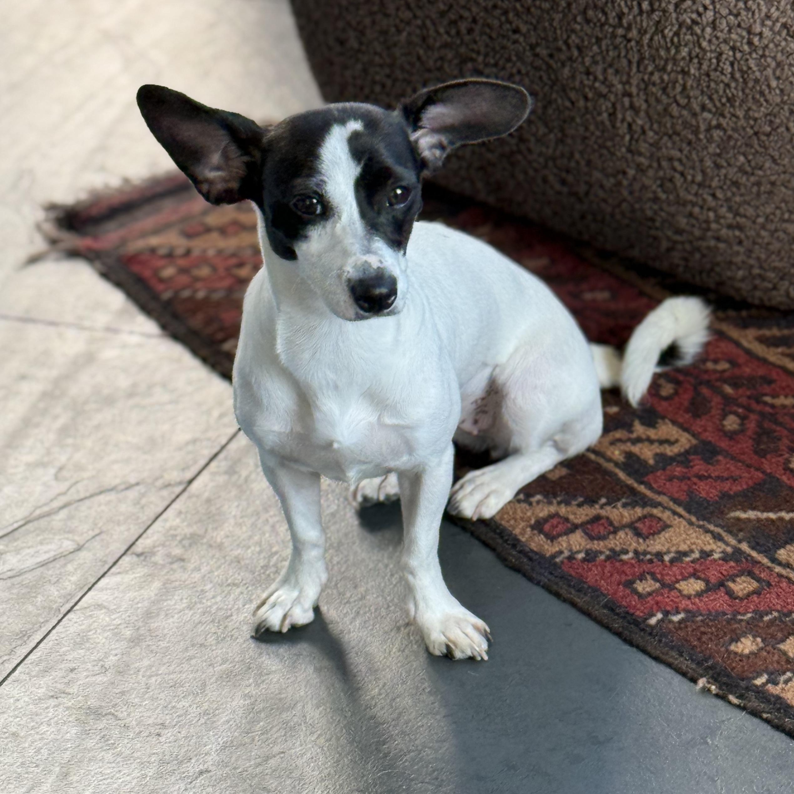 PIPPA, a Adoptable mixed breed in El Segundo, CA image 2/6