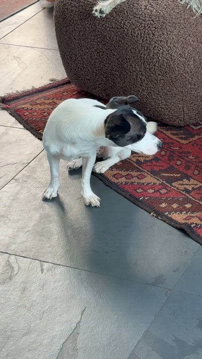 Enlarge PIPPA, a Adoptable mixed breed in El Segundo, CA video 6/6