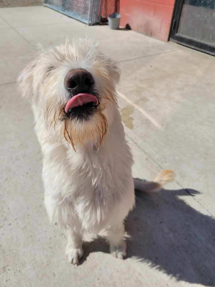 Enlarge Rhett, an adopted Labradoodle in Spencer, IA image 2/2
