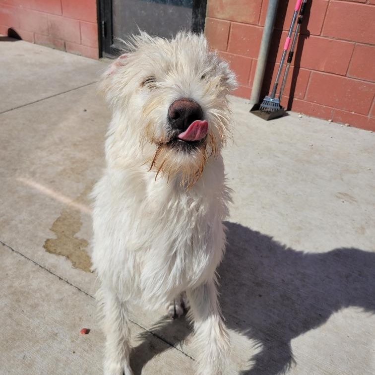 Rhett, adopted, Young Male Labradoodle.