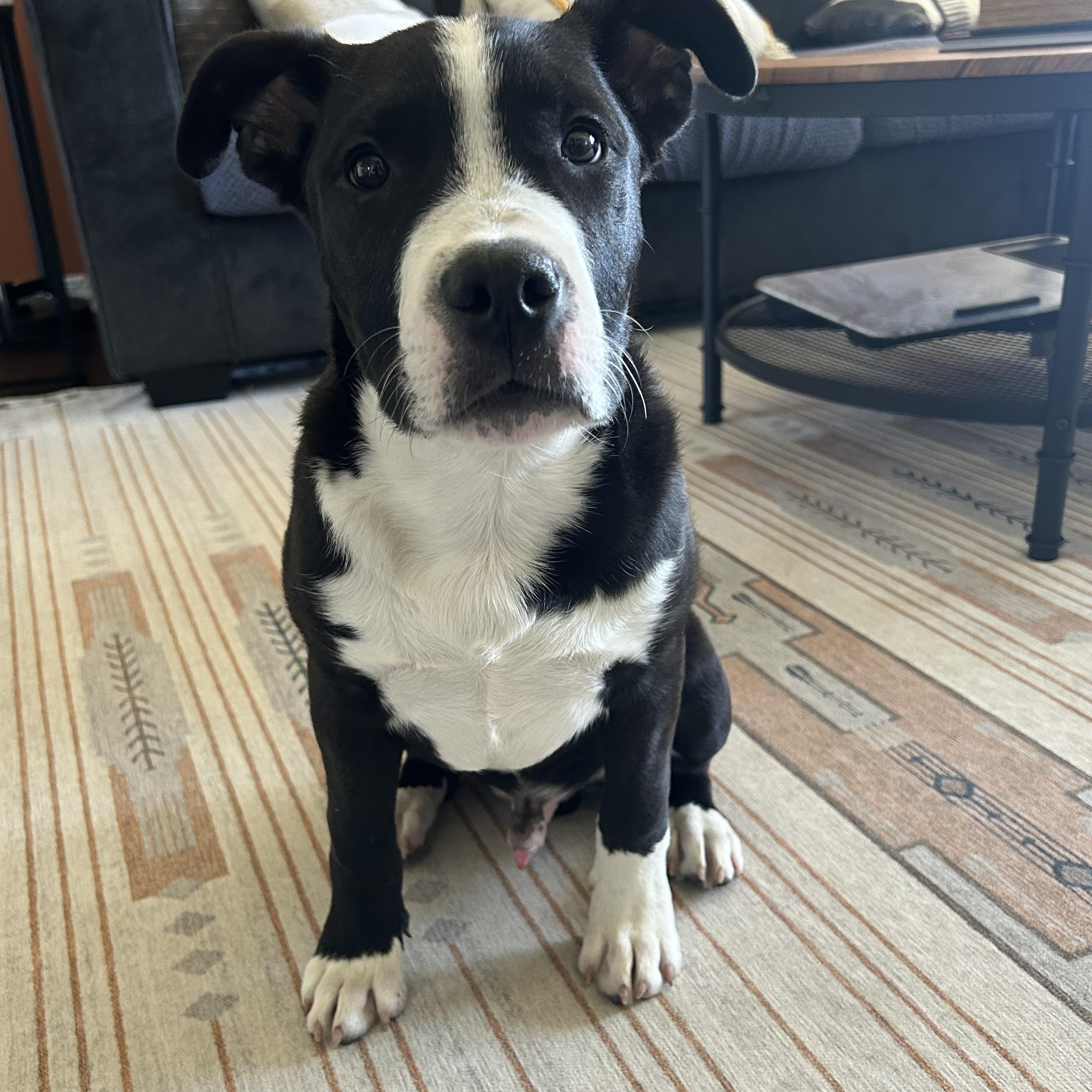 Enlarge Tug, an adoptable mixed breed in Pensacola, FL image 5/5